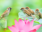 Sue Hsu's photo